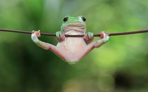 frog swing wallpaper from Chrome web store to be run with OffiDocs Chromium online frog swing wallpaper from Chrome web store to be run with OffiDocs Chromium online