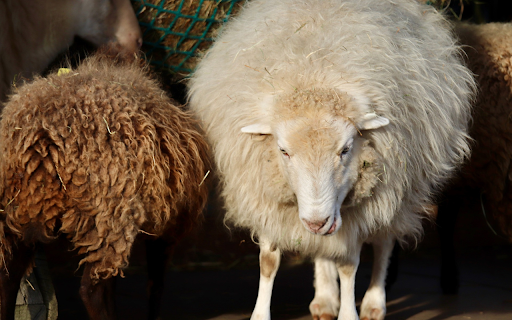 Furry sheep from Chrome web store to be run with OffiDocs Chromium online Furry sheep from Chrome web store to be run with OffiDocs Chromium online