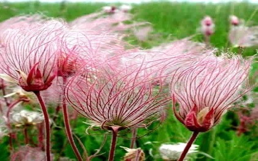 Geum triflorum flower wallpaper from Chrome web store to be run with OffiDocs Chromium online Geum triflorum flower wallpaper from Chrome web store to be run with OffiDocs Chromium online
