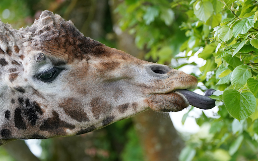 Giraffe and long tongue from Chrome web store to be run with OffiDocs Chromium online Giraffe and long tongue from Chrome web store to be run with OffiDocs Chromium online