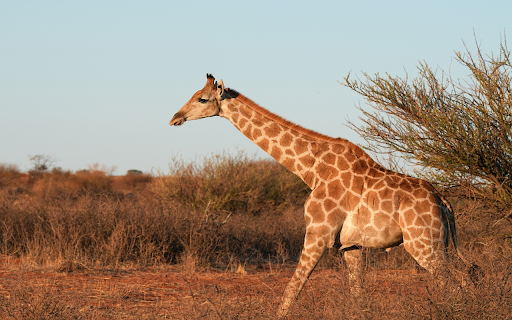 giraffe theme from Chrome web store to be run with OffiDocs Chromium online giraffe theme from Chrome web store to be run with OffiDocs Chromium online