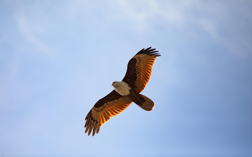 Glide of the Eagle from Chrome web store to be run with OffiDocs Chromium online Glide of the Eagle from Chrome web store to be run with OffiDocs Chromium online