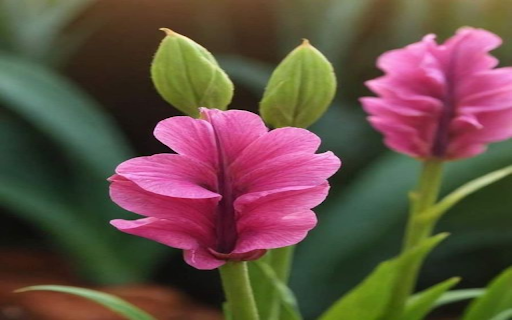 Gloriosa superba flower wallpaper from Chrome web store to be run with OffiDocs Chromium online Gloriosa superba flower wallpaper from Chrome web store to be run with OffiDocs Chromium online