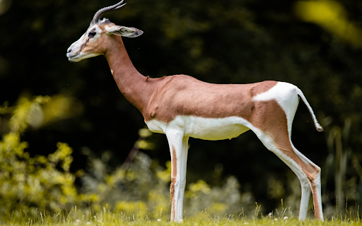 Goat from Chrome web store to be run with OffiDocs Chromium online Goat from Chrome web store to be run with OffiDocs Chromium online