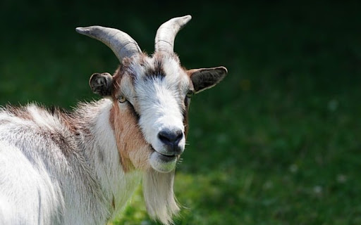 GOAT THEME from Chrome web store to be run with OffiDocs Chromium online GOAT THEME from Chrome web store to be run with OffiDocs Chromium online