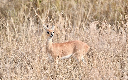 Golden Antelope from Chrome web store to be run with OffiDocs Chromium online Golden Antelope from Chrome web store to be run with OffiDocs Chromium online