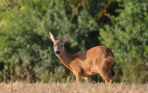 Golden deer on dry grass field from Chrome web store to be run with OffiDocs Chromium online Golden deer on dry grass field from Chrome web store to be run with OffiDocs Chromium online