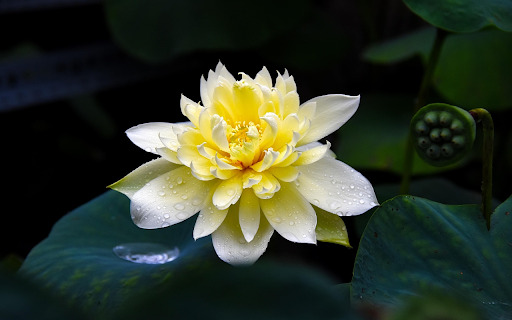 Golden lotus from Chrome web store to be run with OffiDocs Chromium online Golden lotus from Chrome web store to be run with OffiDocs Chromium online