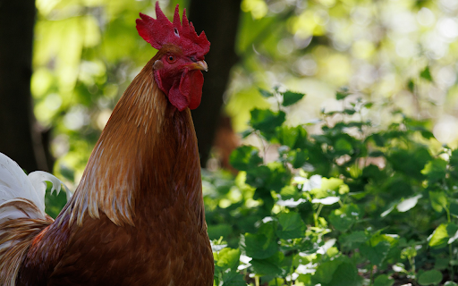 Golden Rooster from Chrome web store to be run with OffiDocs Chromium online Golden Rooster from Chrome web store to be run with OffiDocs Chromium online