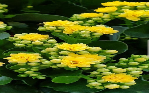 Golden Sedum Flower Wallpaper from Chrome web store to be run with OffiDocs Chromium online Golden Sedum Flower Wallpaper from Chrome web store to be run with OffiDocs Chromium online