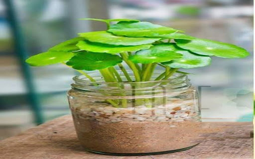 gotu kola wallpaper from Chrome web store to be run with OffiDocs Chromium online gotu kola wallpaper from Chrome web store to be run with OffiDocs Chromium online