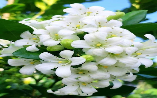 Grapefruit flower cluster wallpaper from Chrome web store to be run with OffiDocs Chromium online Grapefruit flower cluster wallpaper from Chrome web store to be run with OffiDocs Chromium online