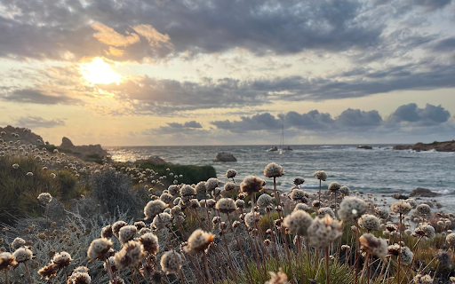grass and flowers by the sea from Chrome web store to be run with OffiDocs Chromium online grass and flowers by the sea from Chrome web store to be run with OffiDocs Chromium online