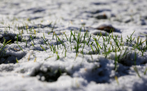 grass and snow from Chrome web store to be run with OffiDocs Chromium online grass and snow from Chrome web store to be run with OffiDocs Chromium online