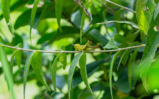 Grasshopper on a green tree branch from Chrome web store to be run with OffiDocs Chromium online Grasshopper on a green tree branch from Chrome web store to be run with OffiDocs Chromium online