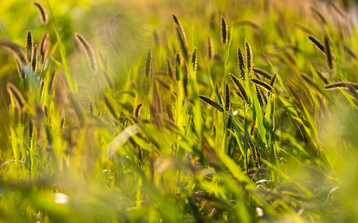 Grass in golden sunlight from Chrome web store to be run with OffiDocs Chromium online Grass in golden sunlight from Chrome web store to be run with OffiDocs Chromium online