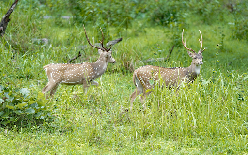 Grassland and deer from Chrome web store to be run with OffiDocs Chromium online Grassland and deer from Chrome web store to be run with OffiDocs Chromium online
