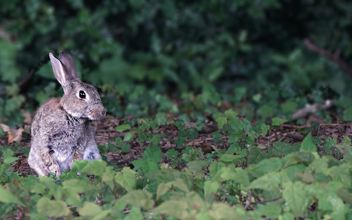 Gray hare from Chrome web store to be run with OffiDocs Chromium online Gray hare from Chrome web store to be run with OffiDocs Chromium online
