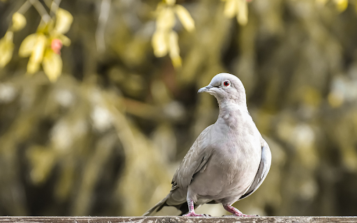 Gray pigeon from Chrome web store to be run with OffiDocs Chromium online Gray pigeon from Chrome web store to be run with OffiDocs Chromium online