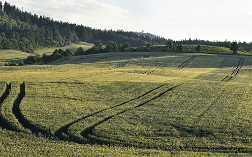 Green corn field from Chrome web store to be run with OffiDocs Chromium online Green corn field from Chrome web store to be run with OffiDocs Chromium online