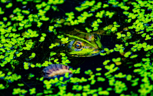 Green Frog and Duckweed from Chrome web store to be run with OffiDocs Chromium online Green Frog and Duckweed from Chrome web store to be run with OffiDocs Chromium online