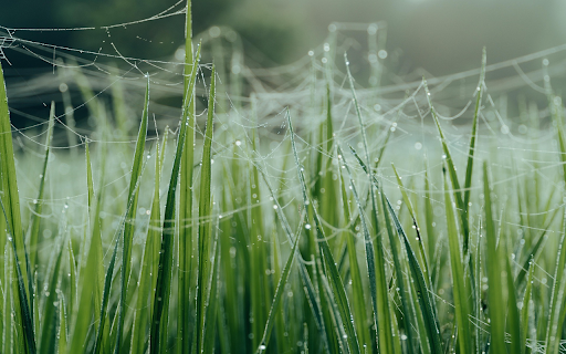 Green Grass and Spider Webs from Chrome web store to be run with OffiDocs Chromium online Green Grass and Spider Webs from Chrome web store to be run with OffiDocs Chromium online