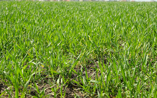 Green grass garden from Chrome web store to be run with OffiDocs Chromium online Green grass garden from Chrome web store to be run with OffiDocs Chromium online