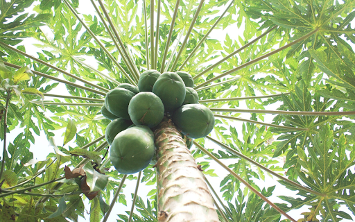 Green papaya tree from Chrome web store to be run with OffiDocs Chromium online Green papaya tree from Chrome web store to be run with OffiDocs Chromium online