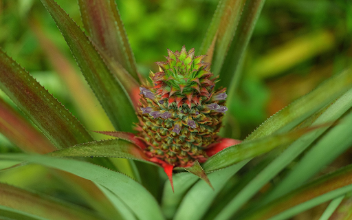 Green Pineapple Tree from Chrome web store to be run with OffiDocs Chromium online Green Pineapple Tree from Chrome web store to be run with OffiDocs Chromium online