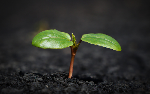 Green sprouts from Chrome web store to be run with OffiDocs Chromium online Green sprouts from Chrome web store to be run with OffiDocs Chromium online