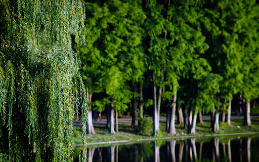 Green trees and weeping willows from Chrome web store to be run with OffiDocs Chromium online Green trees and weeping willows from Chrome web store to be run with OffiDocs Chromium online