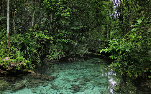 Green Trees with River in Rain Forest from Chrome web store to be run with OffiDocs Chromium online Green Trees with River in Rain Forest from Chrome web store to be run with OffiDocs Chromium online