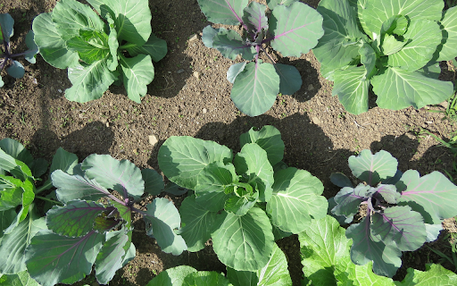 Green vegetables in the sun from Chrome web store to be run with OffiDocs Chromium online Green vegetables in the sun from Chrome web store to be run with OffiDocs Chromium online