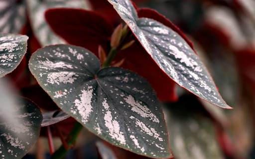 Green white leaves from Chrome web store to be run with OffiDocs Chromium online Green white leaves from Chrome web store to be run with OffiDocs Chromium online
