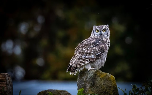 GREY OWL Theme from Chrome web store to be run with OffiDocs Chromium online GREY OWL Theme from Chrome web store to be run with OffiDocs Chromium online