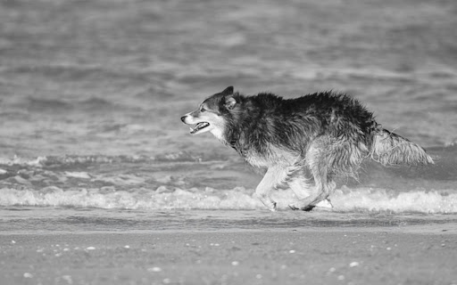 GREY WOLF Theme from Chrome web store to be run with OffiDocs Chromium online GREY WOLF Theme from Chrome web store to be run with OffiDocs Chromium online