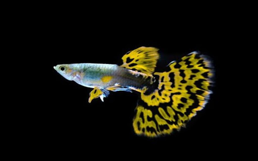 guppy wallpaper from Chrome web store to be run with OffiDocs Chromium online guppy wallpaper from Chrome web store to be run with OffiDocs Chromium online