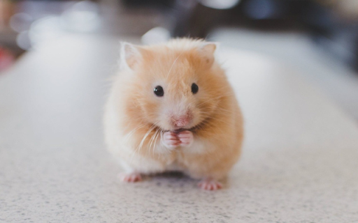 Hamster: The Tiny and Adorable Furry Friend from Chrome web store to be run with OffiDocs Chromium online Hamster: The Tiny and Adorable Furry Friend from Chrome web store to be run with OffiDocs Chromium online