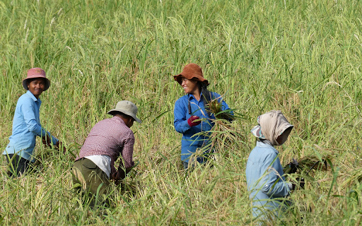 Hand Harvesting from Chrome web store to be run with OffiDocs Chromium online Hand Harvesting from Chrome web store to be run with OffiDocs Chromium online
