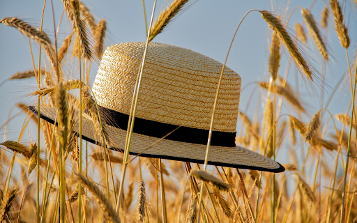 Hat in the field from Chrome web store to be run with OffiDocs Chromium online Hat in the field from Chrome web store to be run with OffiDocs Chromium online