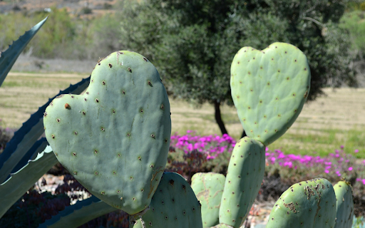 heart cactus from Chrome web store to be run with OffiDocs Chromium online heart cactus from Chrome web store to be run with OffiDocs Chromium online