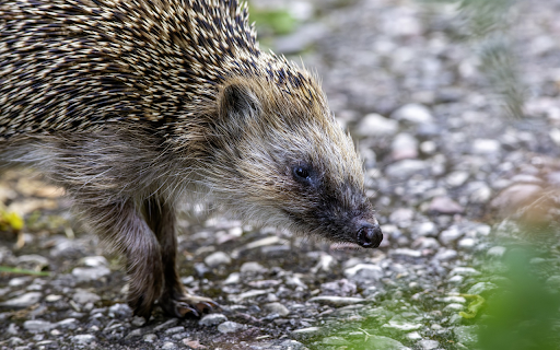 Hedgehog on the rocky road from Chrome web store to be run with OffiDocs Chromium online Hedgehog on the rocky road from Chrome web store to be run with OffiDocs Chromium online