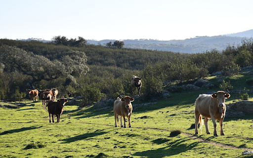 herd of cows on the mountain from Chrome web store to be run with OffiDocs Chromium online herd of cows on the mountain from Chrome web store to be run with OffiDocs Chromium online