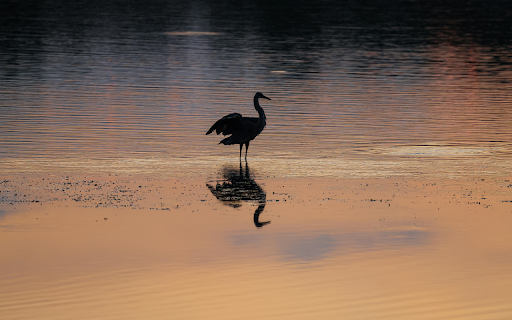 Heron on Lake at Sunset from Chrome web store to be run with OffiDocs Chromium online Heron on Lake at Sunset from Chrome web store to be run with OffiDocs Chromium online