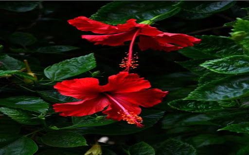 hibiscus flower wallpaper from Chrome web store to be run with OffiDocs Chromium online hibiscus flower wallpaper from Chrome web store to be run with OffiDocs Chromium online