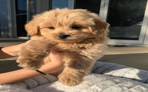hing fluffy puppy background from Chrome web store to be run with OffiDocs Chromium online hing fluffy puppy background from Chrome web store to be run with OffiDocs Chromium online