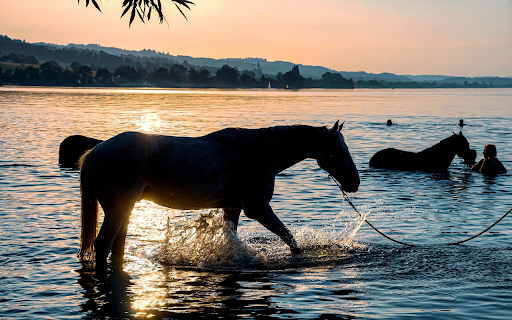 Horse bathing from Chrome web store to be run with OffiDocs Chromium online Horse bathing from Chrome web store to be run with OffiDocs Chromium online