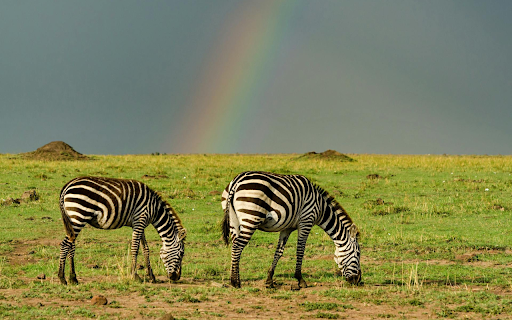 Horses and Rainbows from Chrome web store to be run with OffiDocs Chromium online Horses and Rainbows from Chrome web store to be run with OffiDocs Chromium online