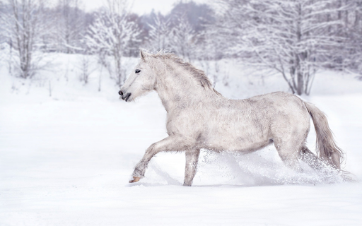 Horse winter snow running from Chrome web store to be run with OffiDocs Chromium online Horse winter snow running from Chrome web store to be run with OffiDocs Chromium online