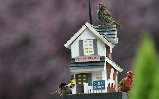 House and birds from Chrome web store to be run with OffiDocs Chromium online House and birds from Chrome web store to be run with OffiDocs Chromium online